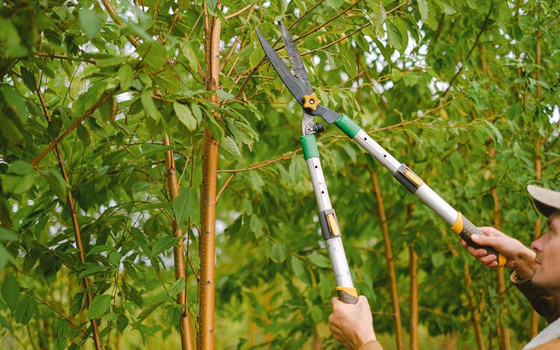 Tree trimming in Craigmont, ID